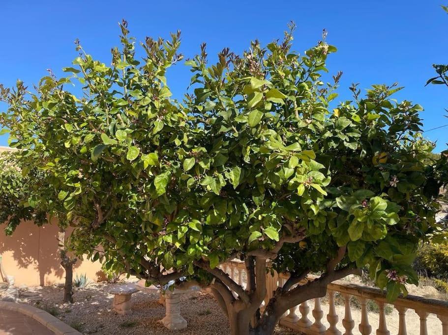 Dos Perlas Villa Alicante